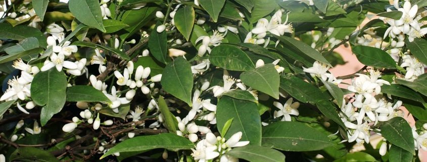 Visita Sevilla: Flores y plantas de Sevilla en Primavera