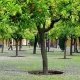 Guía de curiosidades de Sevilla: Las naranjas en invierno