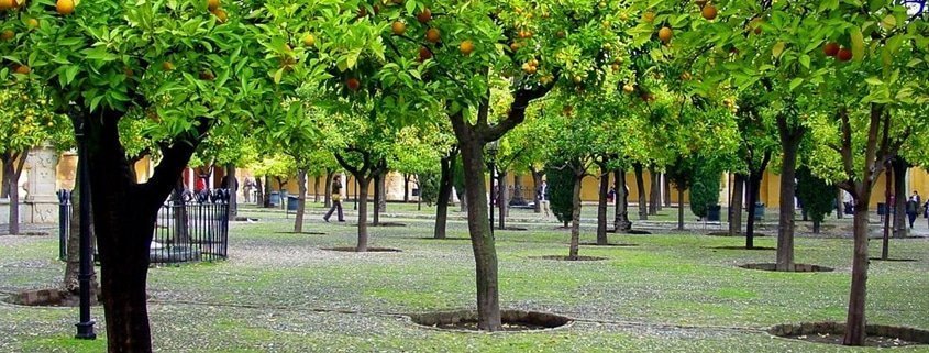 Guía de curiosidades de Sevilla: Las naranjas en invierno