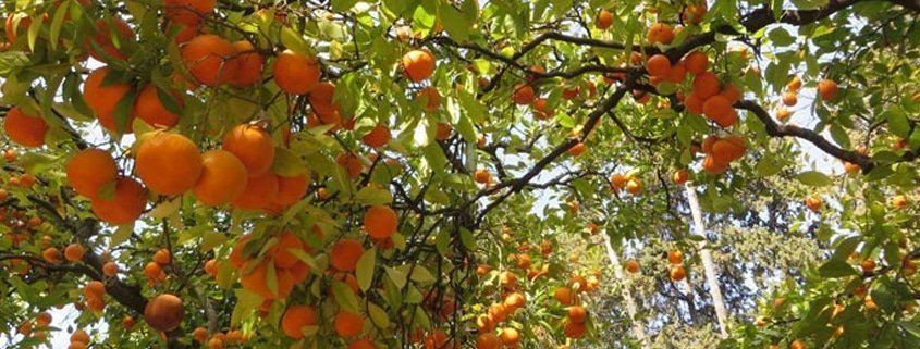 La primavera de nuevo en Sevilla